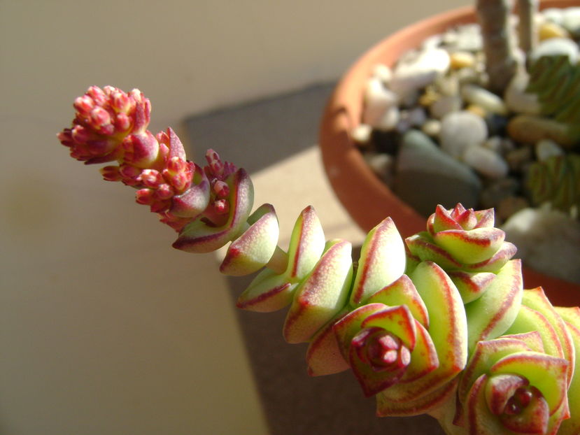 Crassula marnieriana