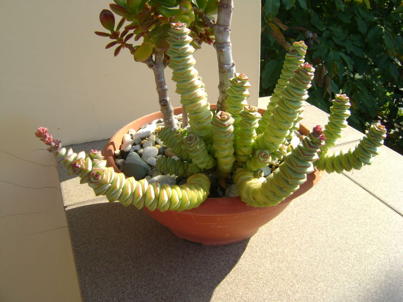 Crassula marnieriana, boboci - Suculente 2016