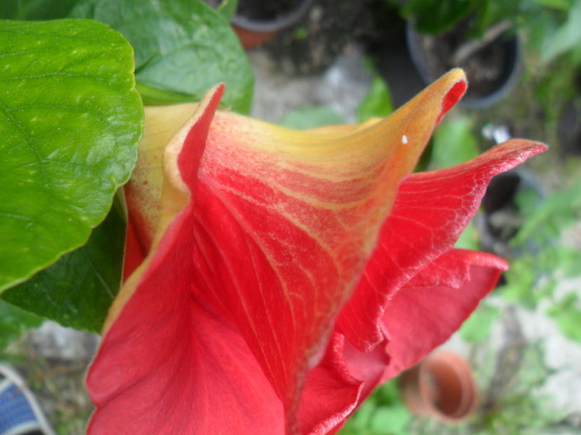  - hibiscusi 2016-8