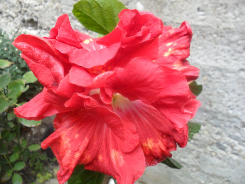  - hibiscusi 2016-8