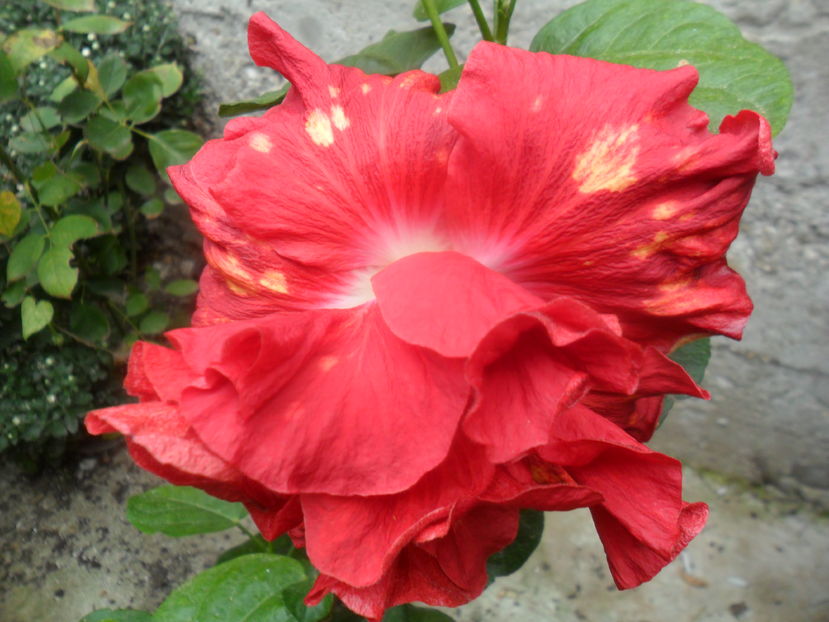  - hibiscusi 2016-8