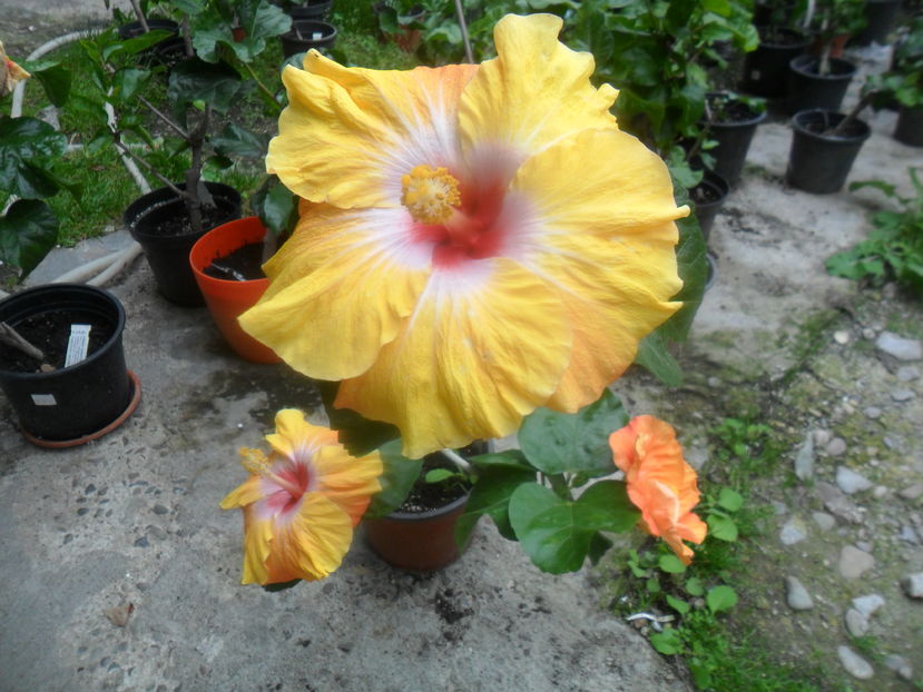  - hibiscusi 2016-8
