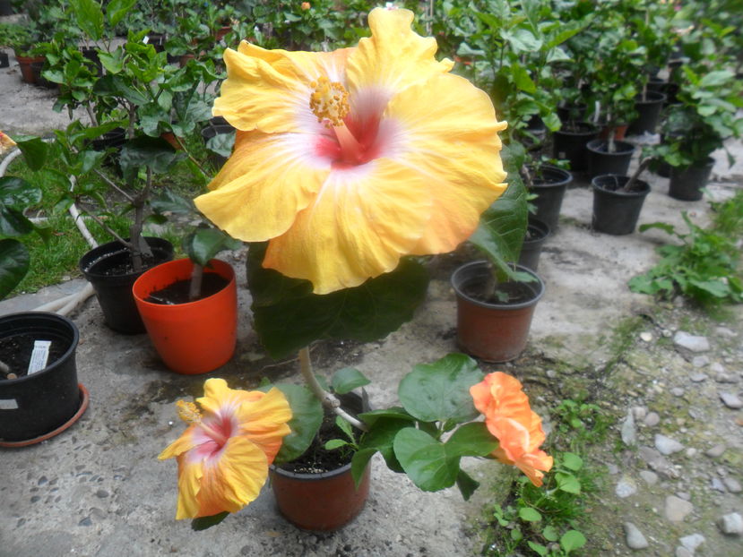  - hibiscusi 2016-8