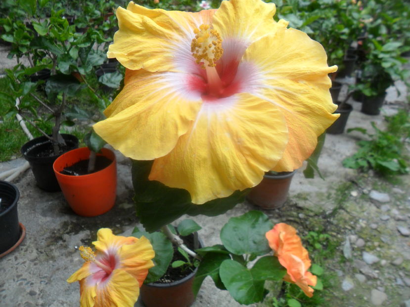  - hibiscusi 2016-8