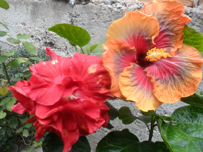  - hibiscusi 2016-8
