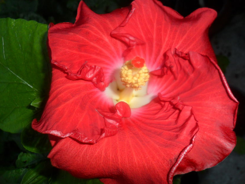  - hibiscusi 2016-8