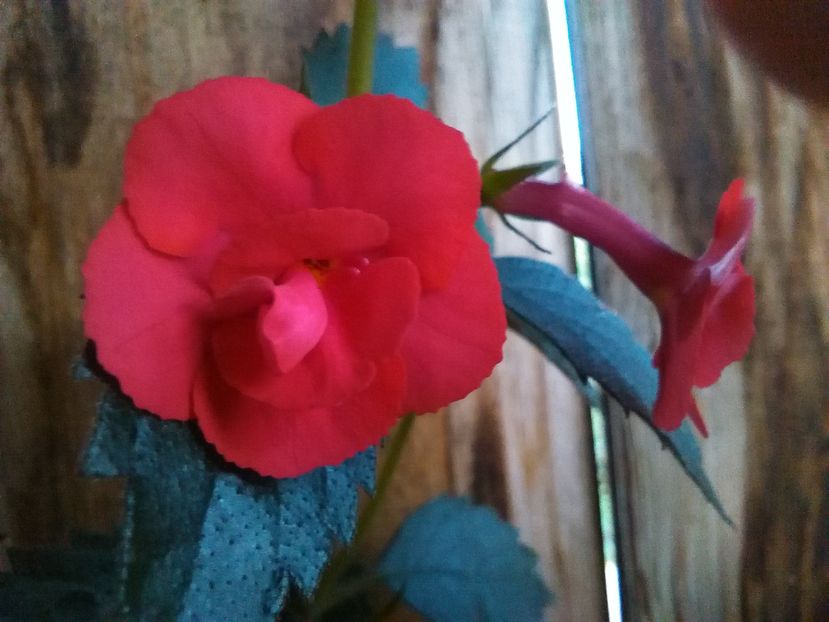  - achimenes 2016