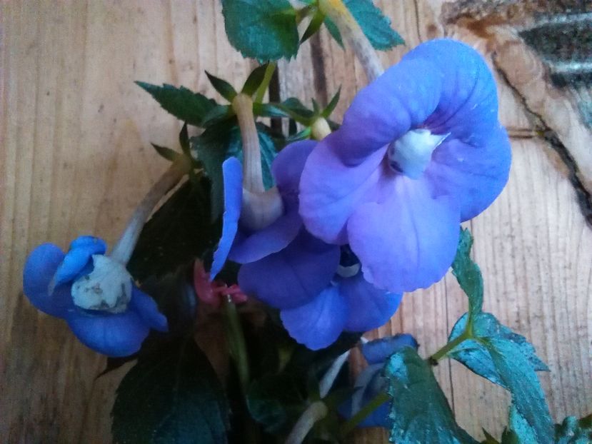  - achimenes 2016