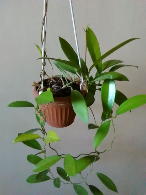 h.treubiana - Hoya 2016