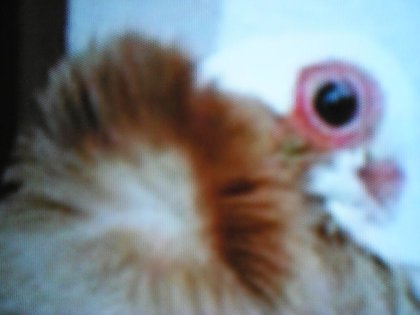  - aranjare poze