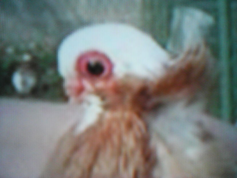  - aranjare poze