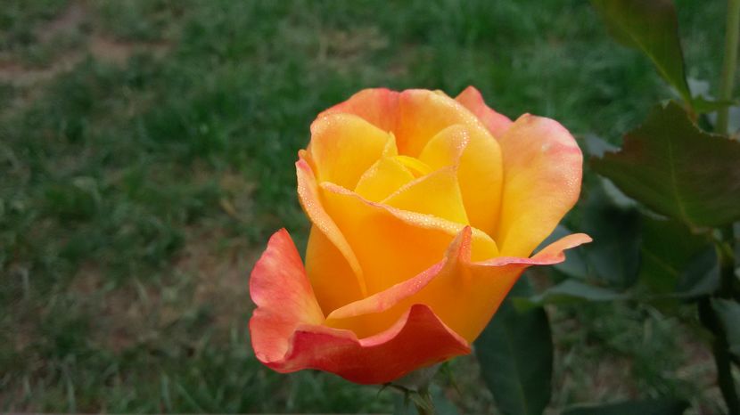 Rio Samba31-2016 - Rio Samba