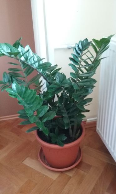 Zamioculcas - Plante de interior usor de intretinut