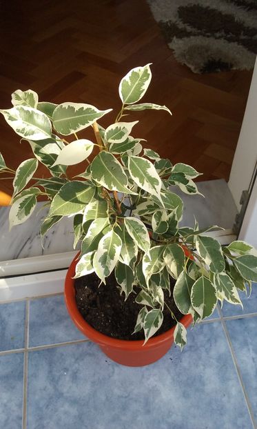 Ficus benjamin