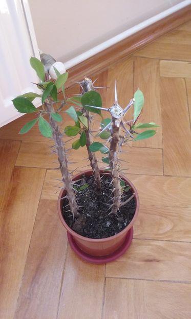 Euphorbia milli - Plante de interior usor de intretinut