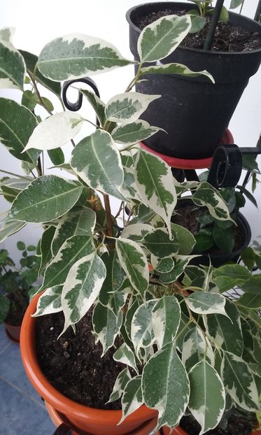 Ficus benjamin - Plante de interior usor de intretinut