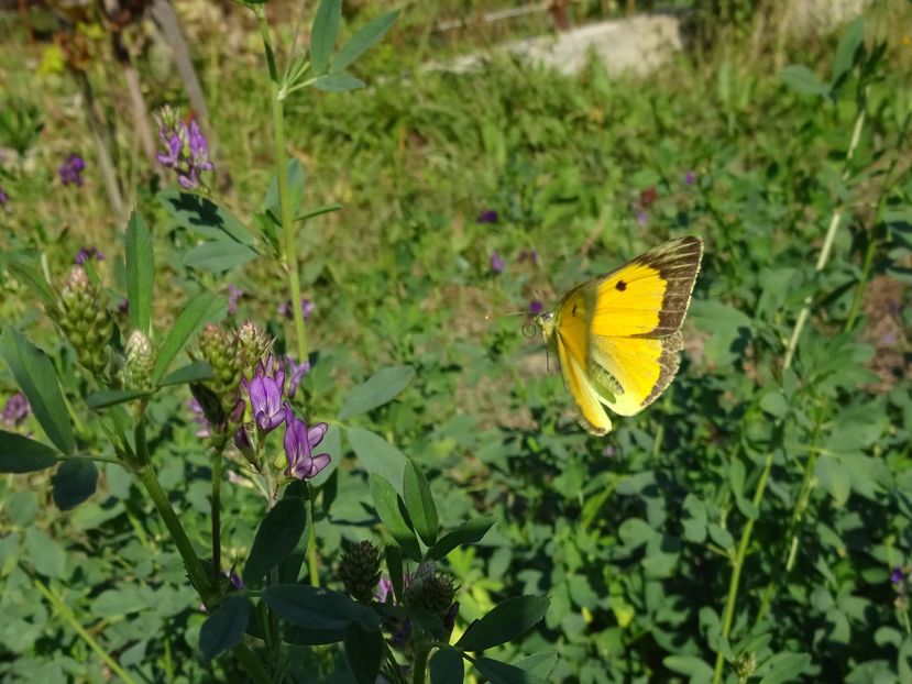 Copy of DSC02659 - Fluture galben-Colias croceus