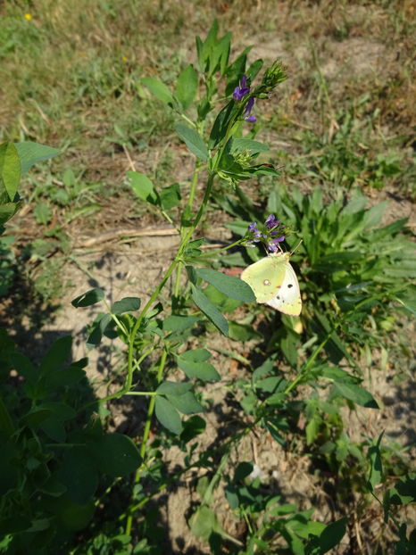  - Fluture galben-Colias croceus