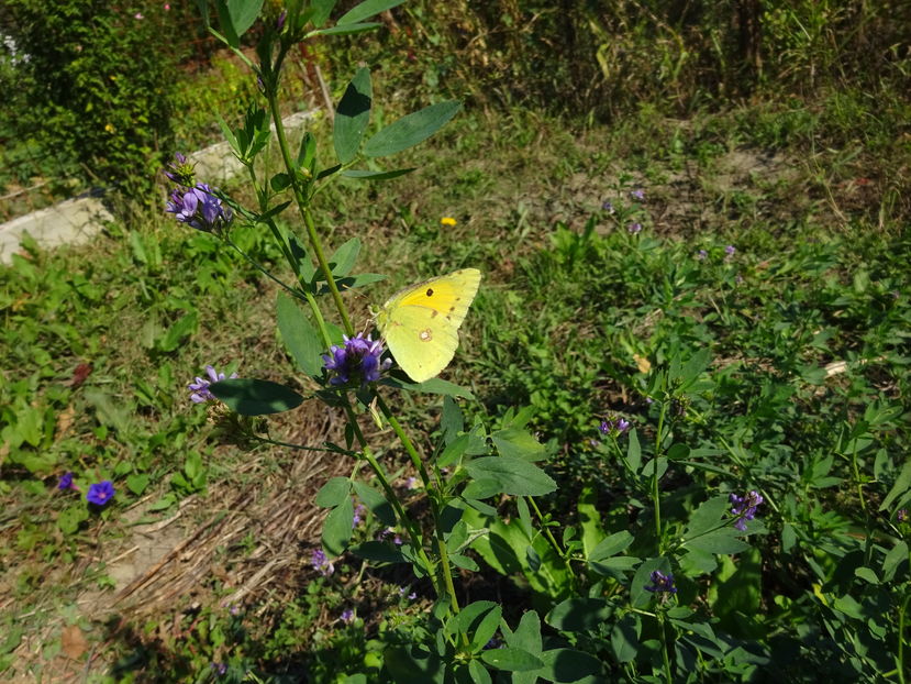  - Fluture galben-Colias croceus