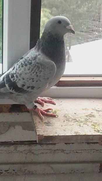 FATA-2016 - PENTRU CRESCATORII CARE SE RESPECTA