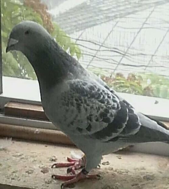 2016 - PENTRU CRESCATORII CARE SE RESPECTA