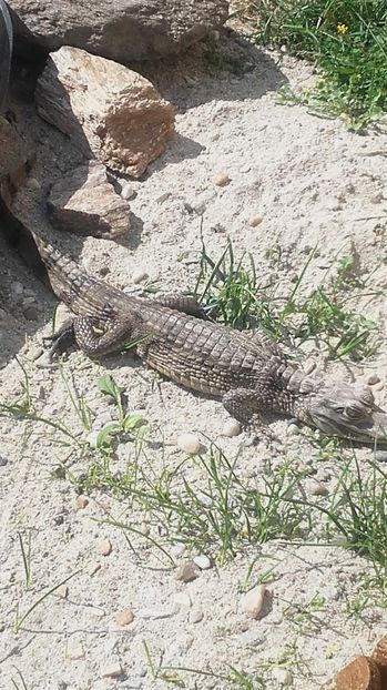 20160912_122103[1] - CAIMAN CROCODILE