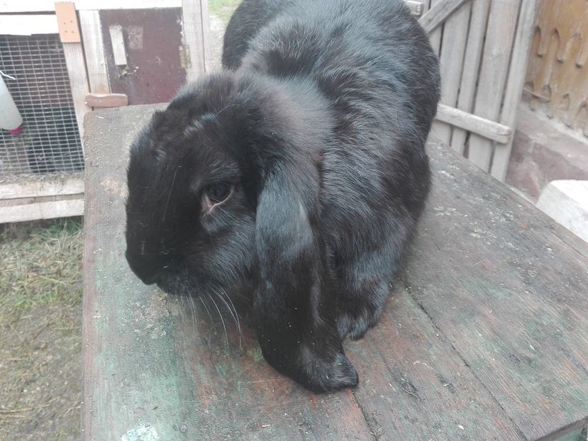 purtatoare de galben si havana