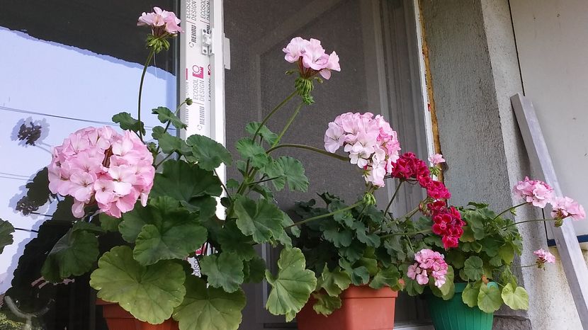 - flori balcon 2016