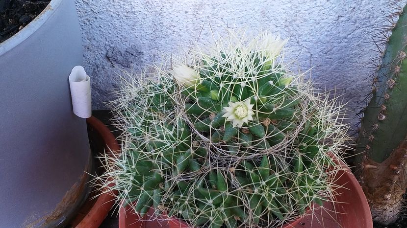  - flori balcon 2016