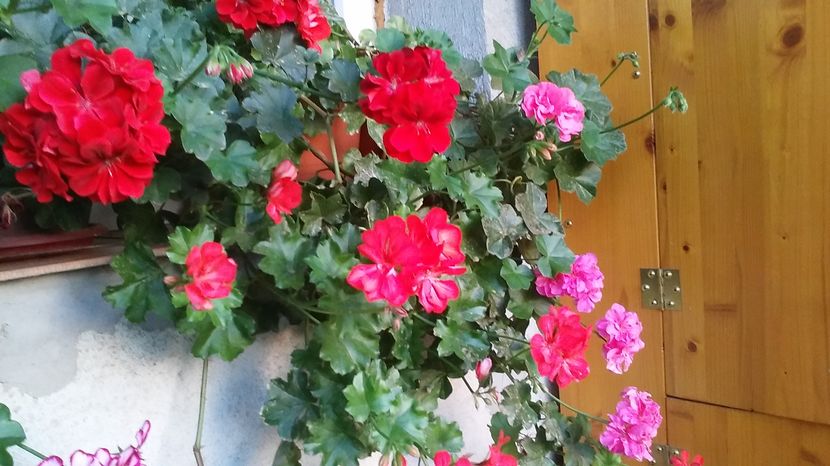  - flori balcon 2016