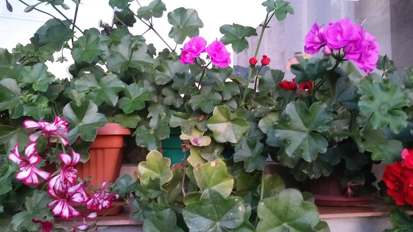  - flori balcon 2016
