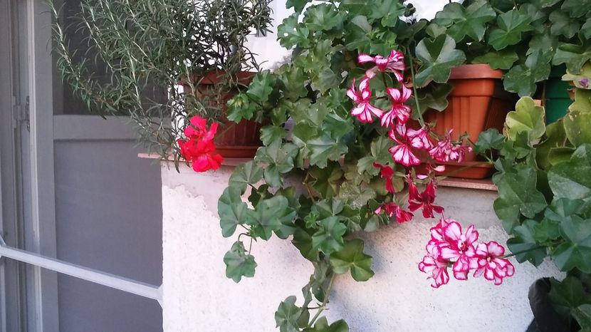  - flori balcon 2016