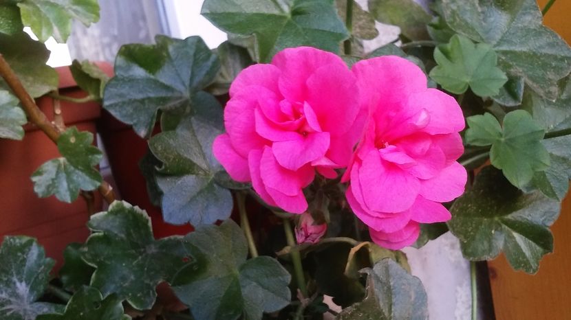  - flori balcon 2016