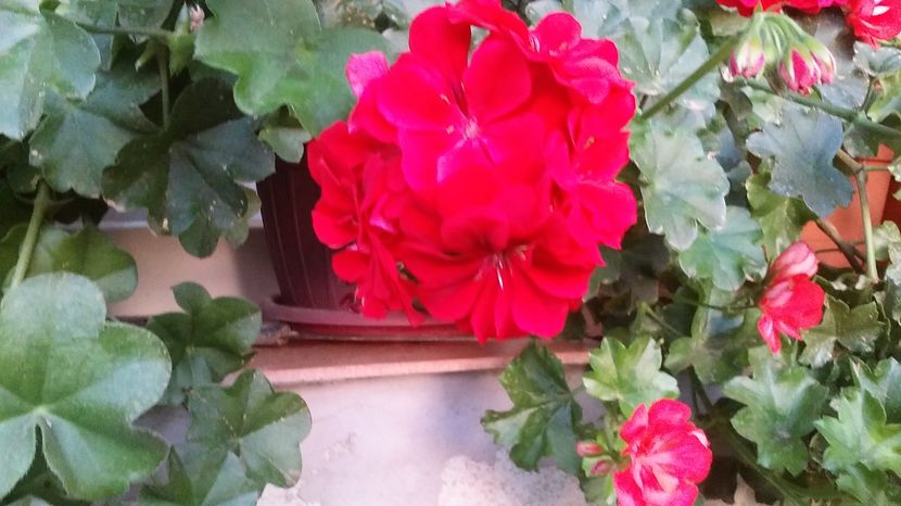  - flori balcon 2016