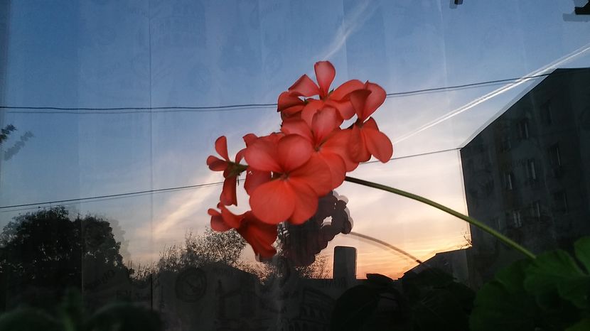  - flori balcon 2016