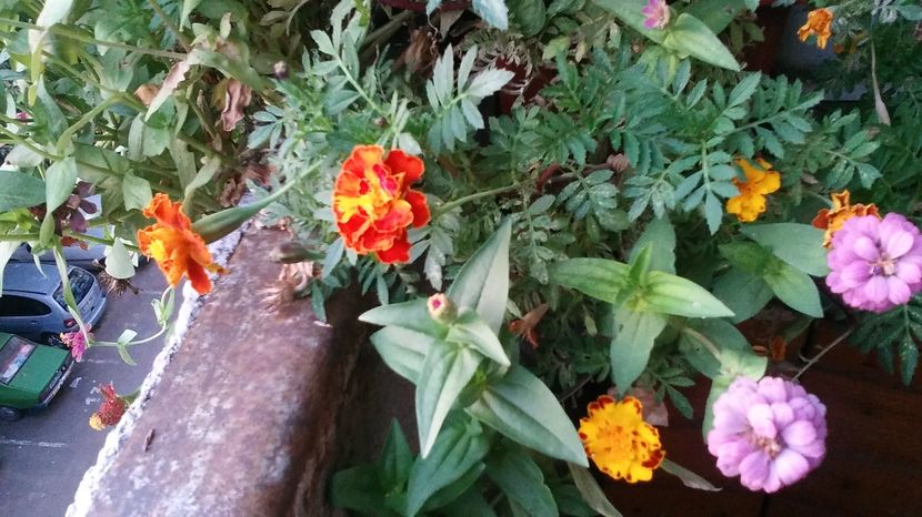  - flori balcon 2016