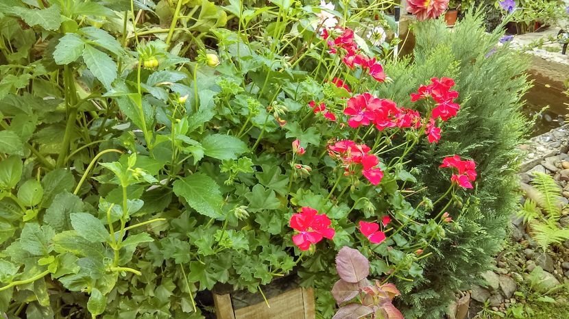 IMAG0039 - trandafiri si flori 2016