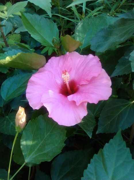  - hibiscus boreas pink