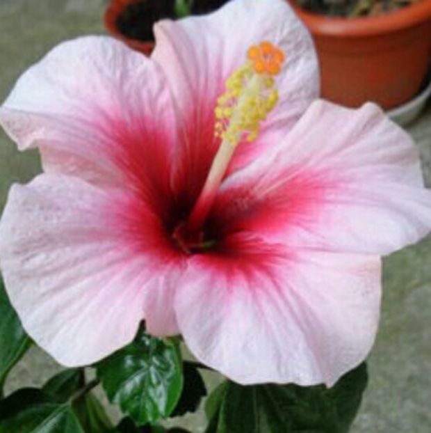  - hibiscus pink dream