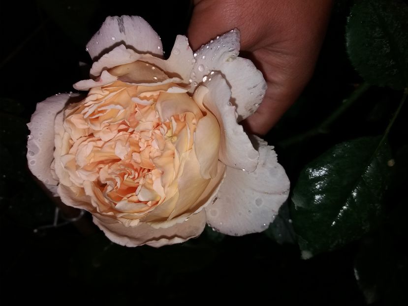 floare bogata - Crown Princess Margaret