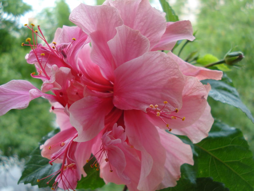  - Hibiscus Kona