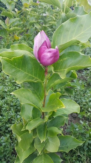 14454059_1392460517449379_2046041551_o (1) - magnolii de vanzare