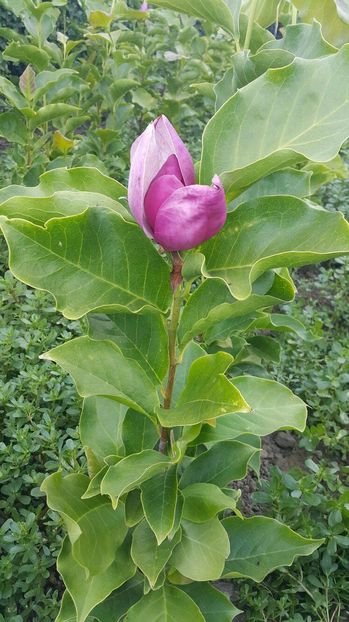 14454059_1392460517449379_2046041551_o (1); m 2016
