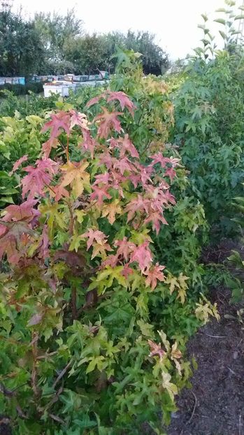 14536483_1394377490591015_1189650220_o; liquidambar
