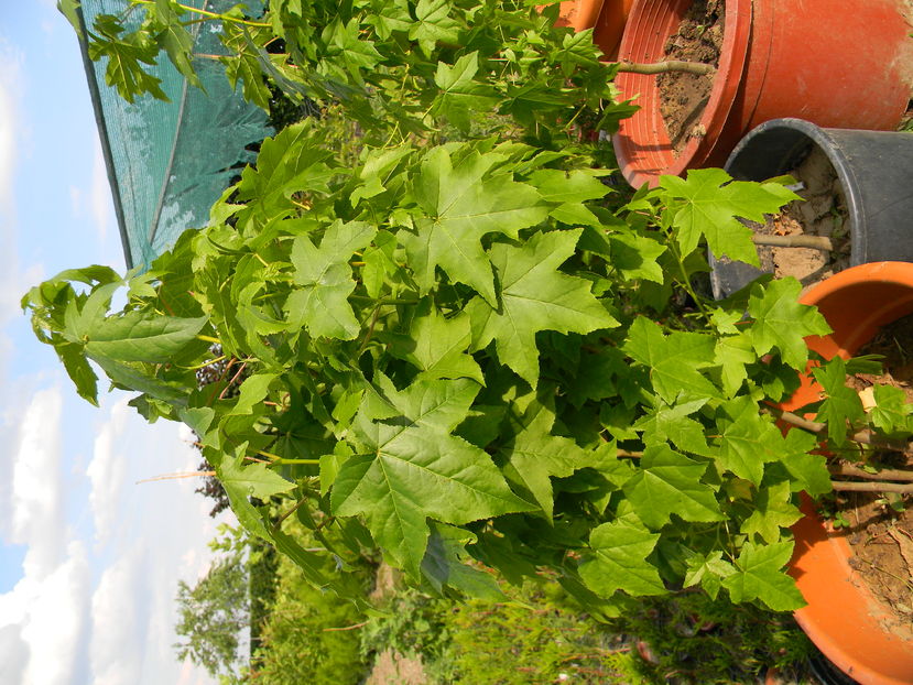 liquidambar - magnolii de vanzare