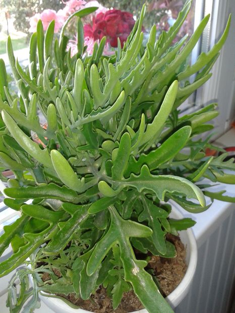 Kalanchoe lacinata