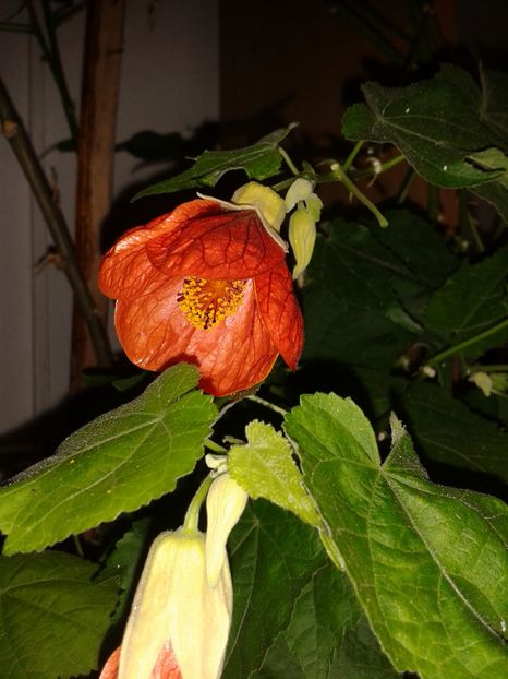 Detaliu floare