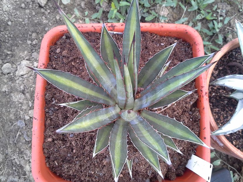  - agave colectie proprie