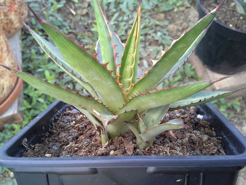 agava lophanta latifolia splendida - agave cu pui