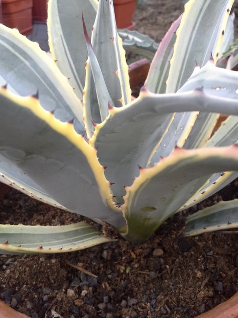 agava cordillerensis cv marginata - agave cu pui